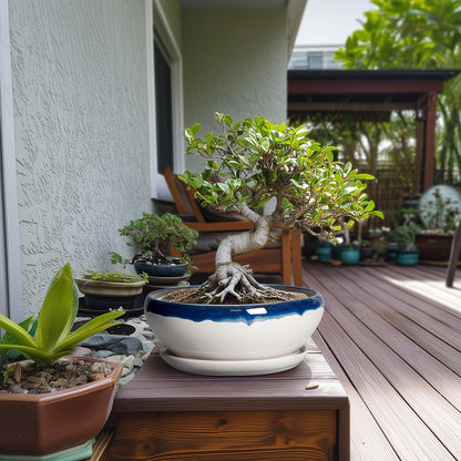 SQOWL Bonsai Pots - 10 Inch Ceramic Pots for Succulents Indoor Outdoor, Shallow Planter with