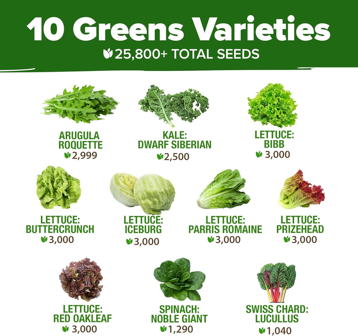 HOME GROWN 11,500+ Heirloom Lettuce Seeds - 10 Varieties Including Romaine, Buttercrunch, Iceberg