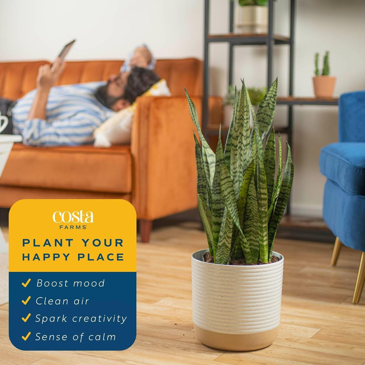 Costa Farms Snake Plant, Live Indoor and Outdoor Sansevieria Plant, Easy Care Tropical Houseplant