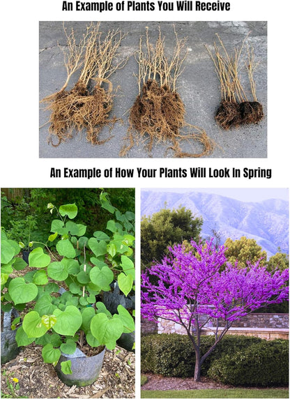 5 Dormant Eastern Redbud Trees Live Plants Seedlings Bare Roots, 6 to 13 Inc Tall Red Bud Trees