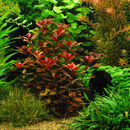 18 Plants Bundle / 6 Species Live Aquarium Plants Package - Microsorum, Amazon Sword, Anubias
