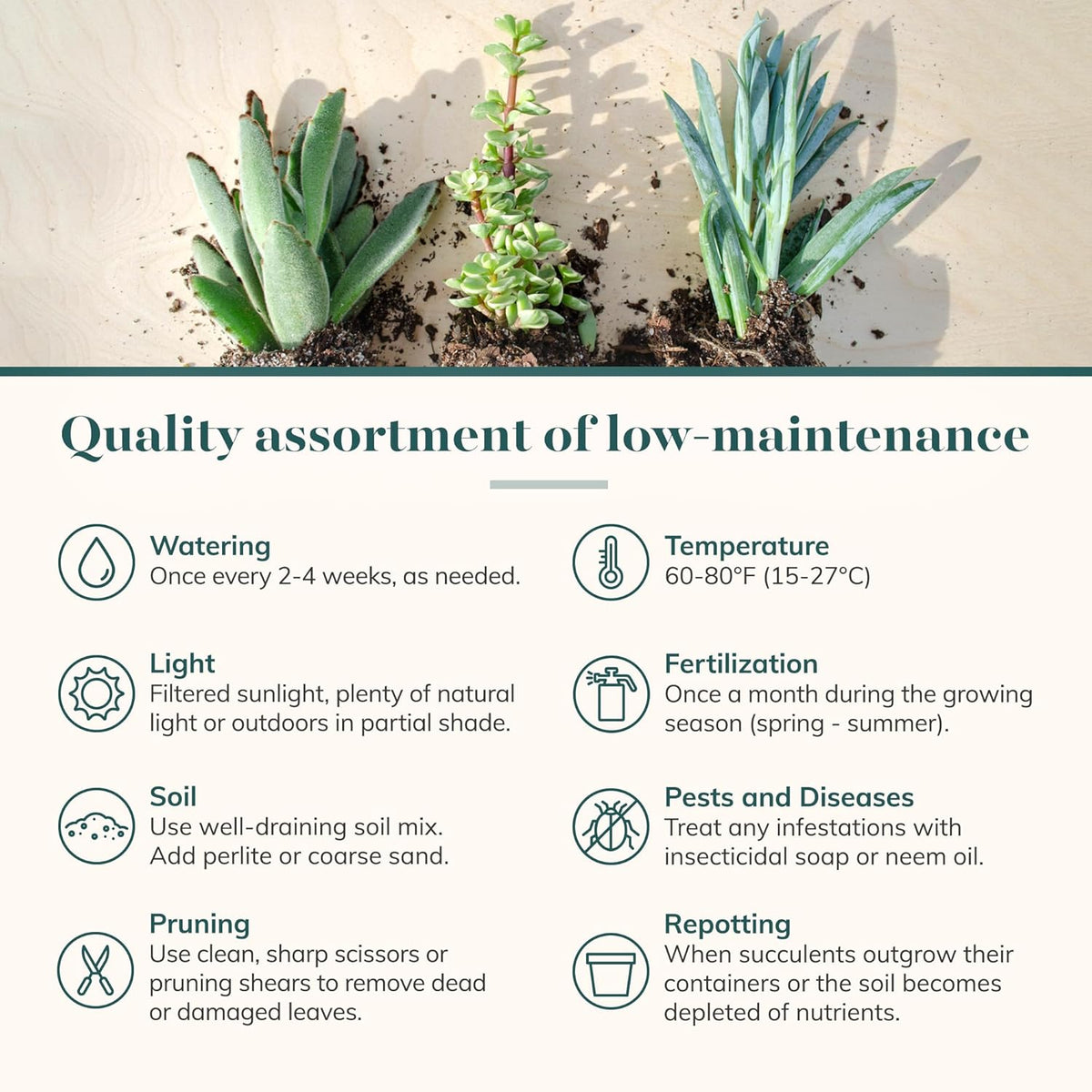 Shop Succulents Assorted Succulent Plant Pack Bulk Collection - Live Mini Succulent Plants, Low