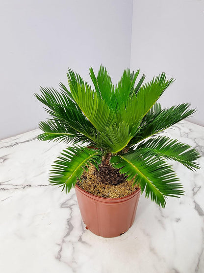Sago Palm Tree - Cycas Revoluta - Overall Height 16" to 22" - Tropical Plants of Florida (Plant