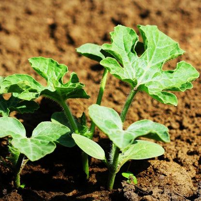 Seed Needs Watermelon Seeds for Planting Fruits - Non-GMO Heirloom & Untreated Water Melon Seed to