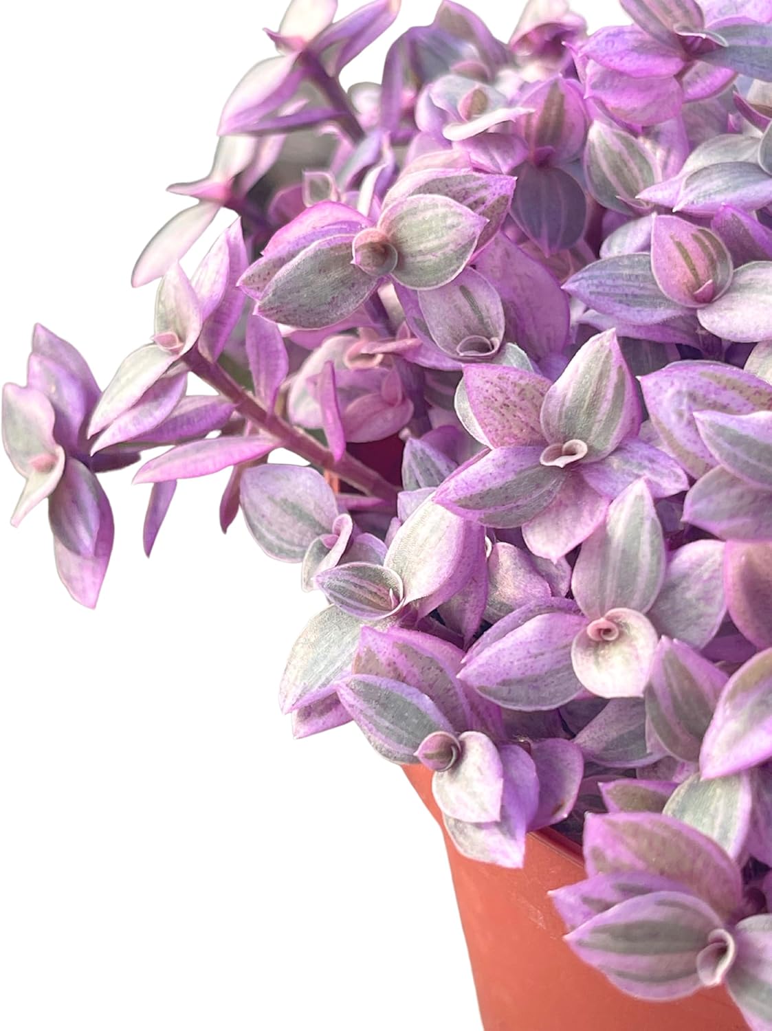 Live Succulent 4" Callisia Repens Pink Lady Turtle Vine, Succulents Plants Live Fully Rooted House