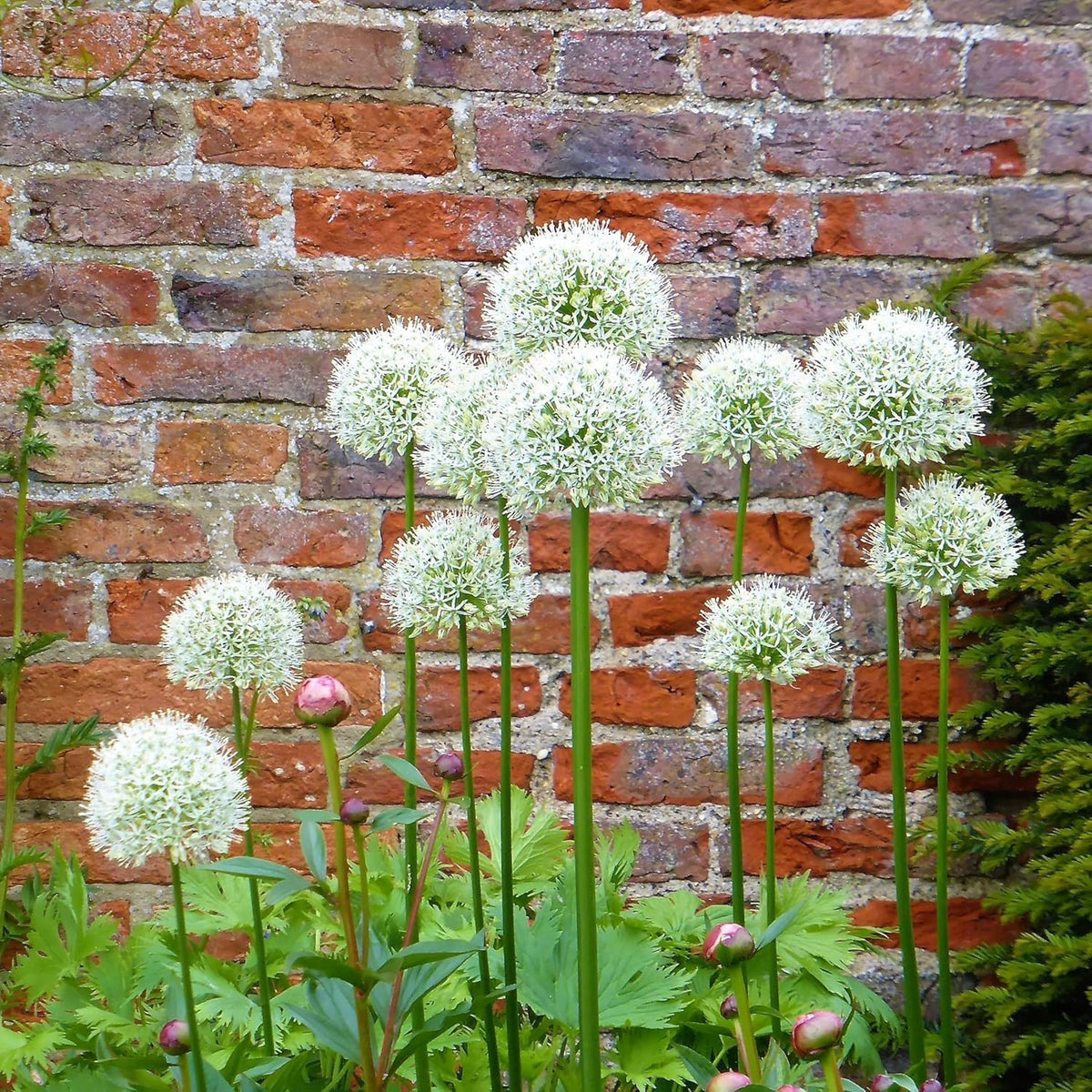 Gardens Best Graceful Beauty Alliums – 30 Bulbs - White Star-Shaped Flowers | Easy-Grow Spring
