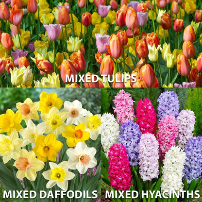 Complete Spring Flower Bulb Garden – Mixed Tulips, Daffodils & Hyacinths – 75 Bulk Bulbs for