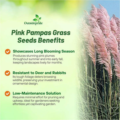 Outsidepride Pink Pampas Grass Seeds – 2,000 Pcs. Perennial, Drought-Tolerant Ornamental Grass for