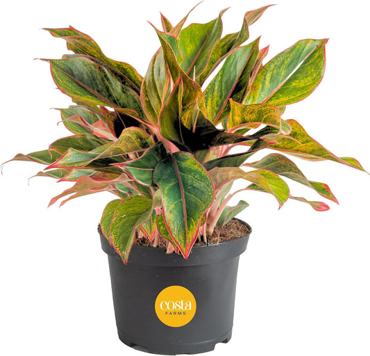 Costa Farms Chinese Evergreen Live Plant, Aglaonema, Easy Care Low Light Houseplant in Nursery Pot
