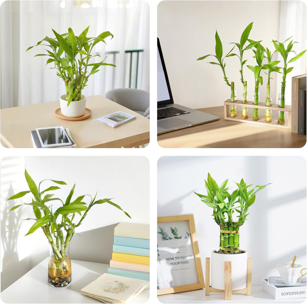 Lucky Bamboo Plants Live Indoor (10 Stalks, 6 Inch) - Fresh House Plants for Office Desk, Home