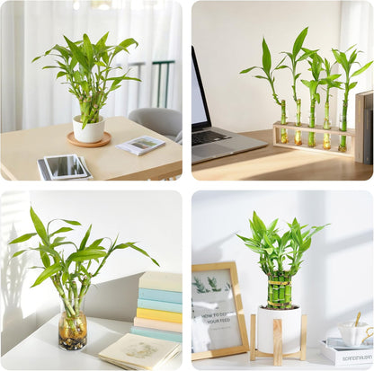 Lucky Bamboo Plants Live Indoor (10 Stalks, 6 Inch) - Fresh House Plants for Office Desk, Home