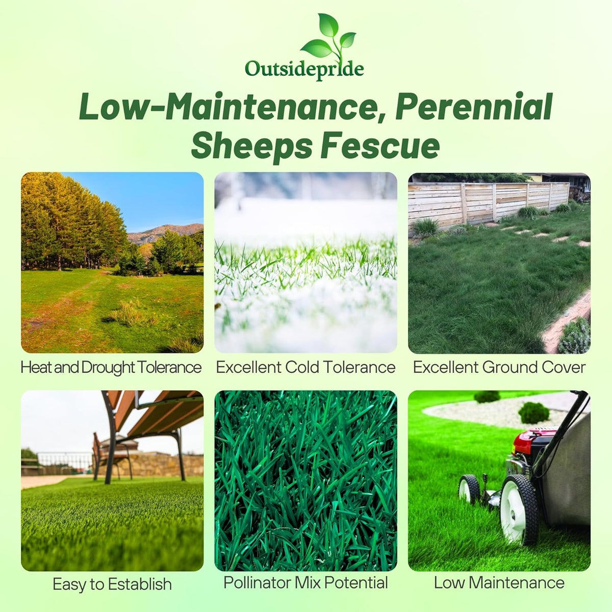 Outsidepride Sheeps Fine Fescue Grass Seed - 5 Lbs. Perennial Heat & Drought Tolerant Dense Green