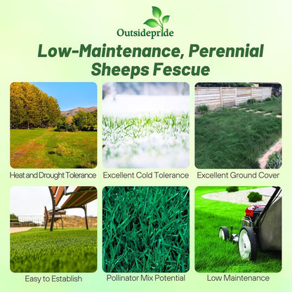 Outsidepride Sheeps Fine Fescue Grass Seed - 5 Lbs. Perennial Heat & Drought Tolerant Dense Green