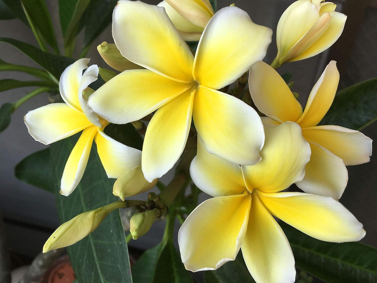 Hawaiian Frangipani Plumeria Plant Cuttings 10 Inches Long C1 Discount Hawaiian Gifts