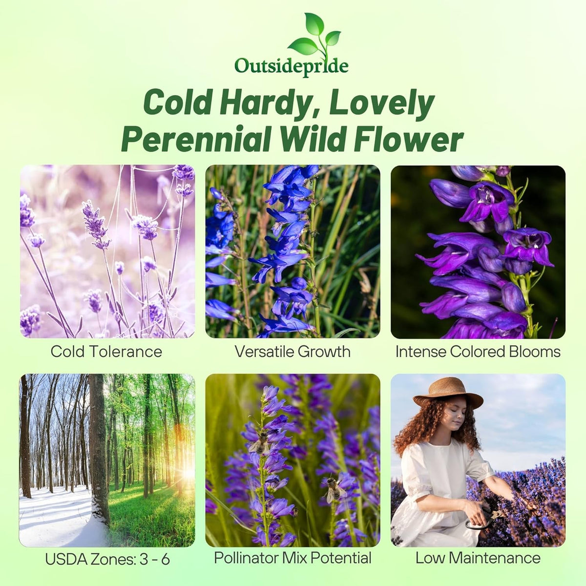 Outsidepride Penstemon Seeds - 1/4 Lb. Perennial, Drought-Tolerant & Pollinator Friendly, Strictus