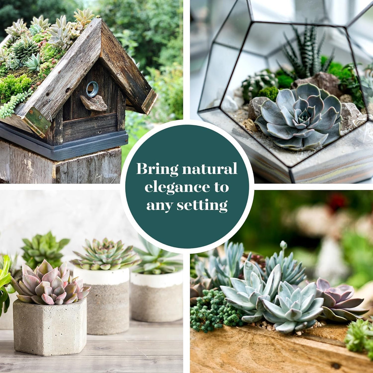 Shop Succulents Rosette Succulent Plant Pack Collection - Live Mini Succulent Plants, Low