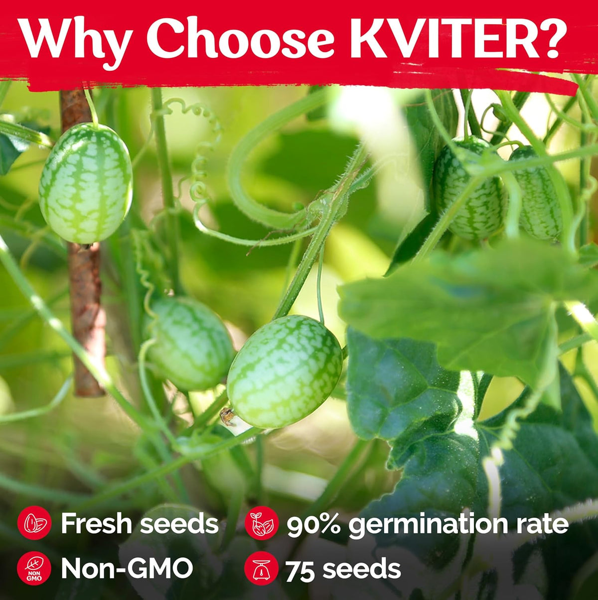KVITER 75 Cucamelon Seeds for Planting (Melothria Scabra) – Mexican Sour Gherkin Seeds, Gherkin