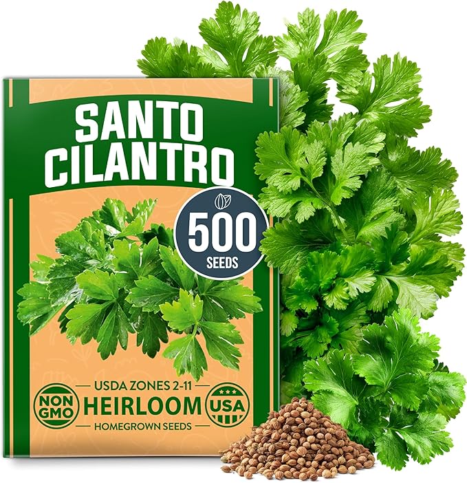 HOME GROWN 𝗨𝗦𝗔 𝗣𝗥𝗘𝗠𝗜𝗨𝗠 500+ Cilantro Seeds (Fast Growing) 𝗡𝗢𝗡-𝗚𝗠𝗢 Heirloom