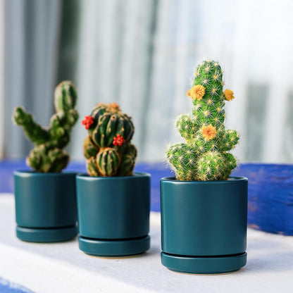 D'vine Dev Set of 2 Plants Pots, 3.5 Inch Ceramic Planter Pot for Plants with Drainage Hole and