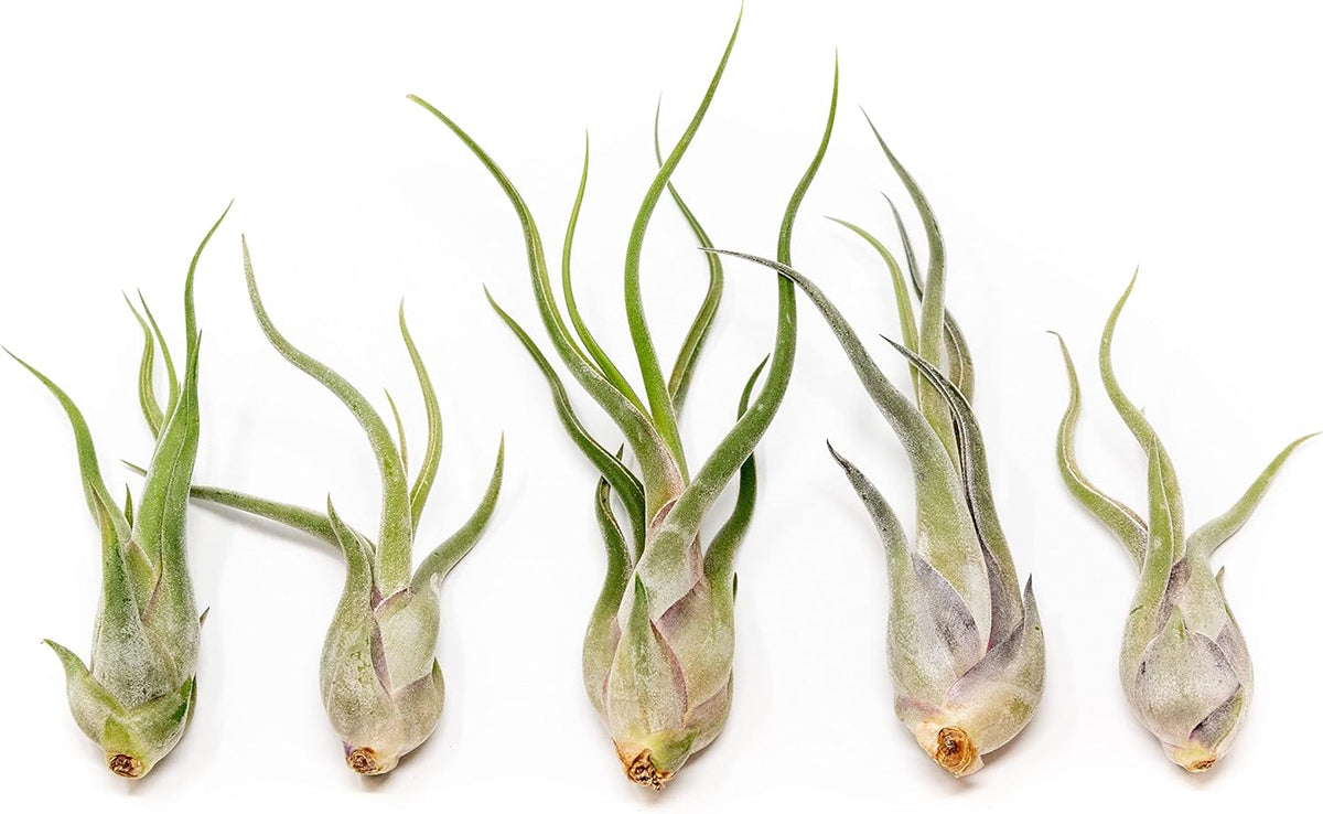 Tillandsia Caput Medusae Air Plants - Live Succulent House Plants - Available in Wholesale and Bulk