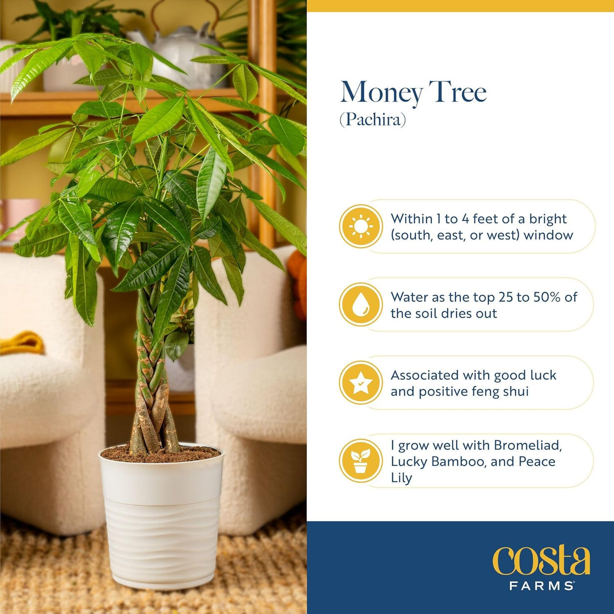 Costa Farms Money Tree Live Plant, Easy to Grow Houseplant Potted in Indoor Garden Pot, Pachira