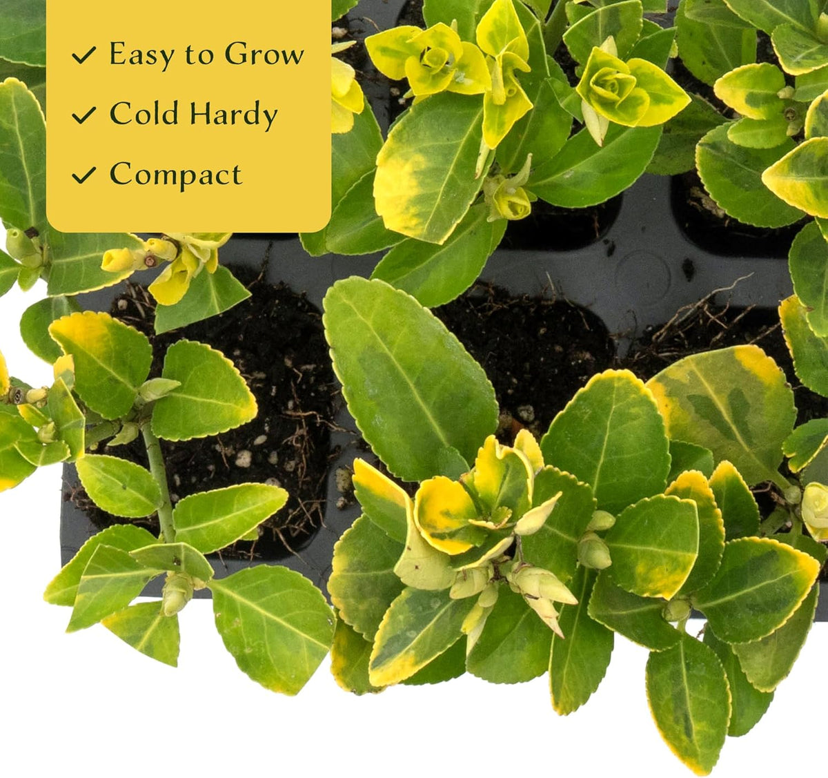 3 Golden Euonymus Shrubs | Live Plants in 2.5-inch Nursery Cubes | Japonica ‘Aureo-Marginatus’