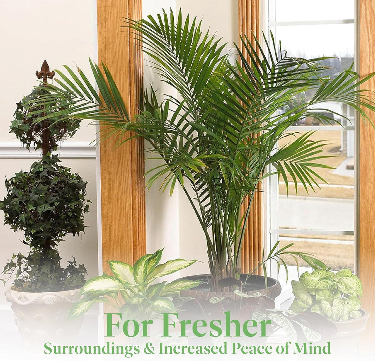 American Plant Exchange Majesty Palm – 10-Inch Pot – Live Tropical Houseplant with Arching Green