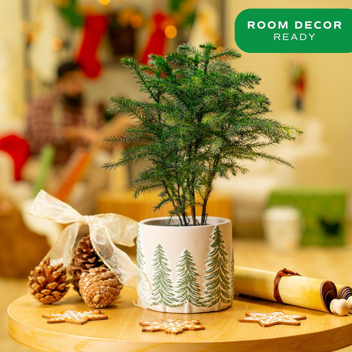 Costa Farms Norfolk Island Pine, Live Christmas Tree Plant in Holiday Decorative Plant Pot