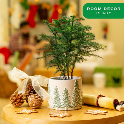 Costa Farms Norfolk Island Pine, Live Christmas Tree Plant in Holiday Decorative Plant Pot