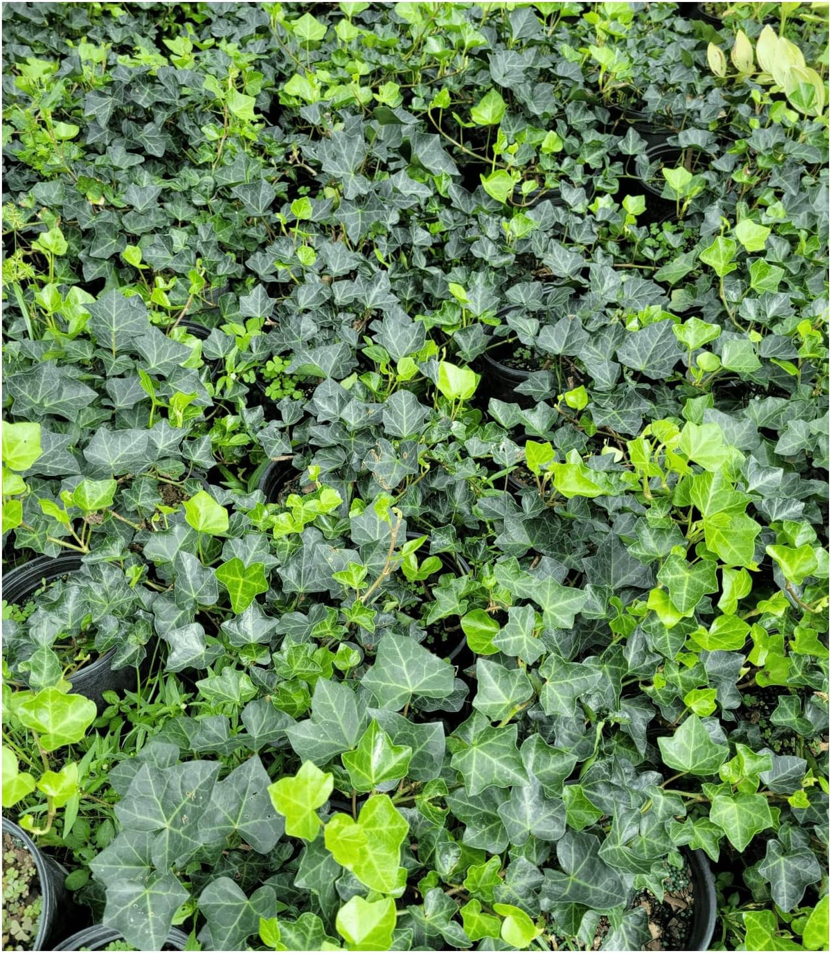 English Ivy Hardy Groundcover/Climbing Vine 50 Plants 2" Pots