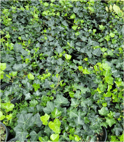 English Ivy Hardy Groundcover/Climbing Vine 50 Plants 2" Pots