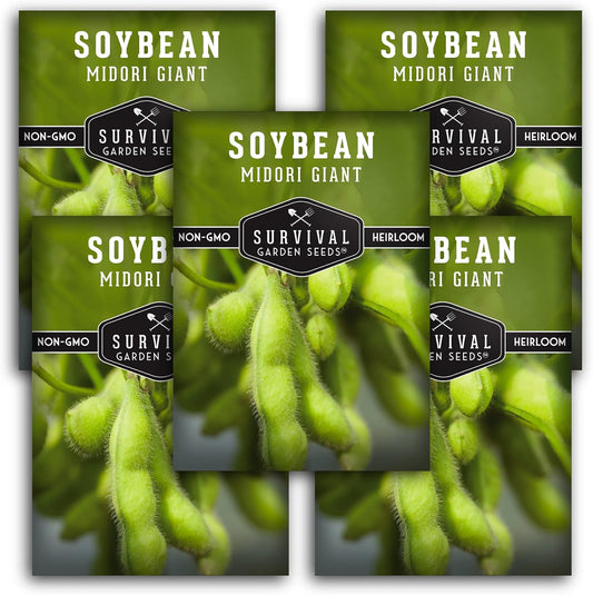 Midori Giant Soybean Seeds for Planting - Grow Protein-Rich Edamame Pods in Your Home Vegetable
