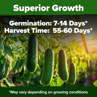 HOME GROWN 𝗨𝗦𝗔 𝗣𝗥𝗘𝗠𝗜𝗨𝗠 Organic Cucumber Seeds - 200 Marketmore Heirloom 𝗡𝗢𝗡-𝗚𝗠𝗢