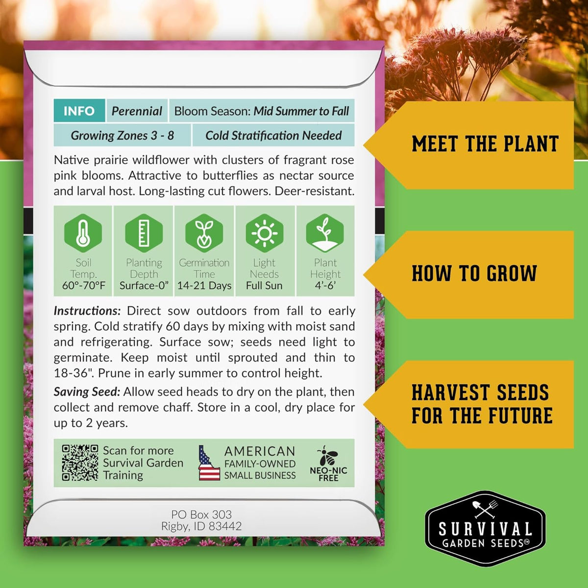 Survival Garden Seeds - Spotted Joe Pye Weed Seeds for Planting | Eutrochium maculatum | Butterfly