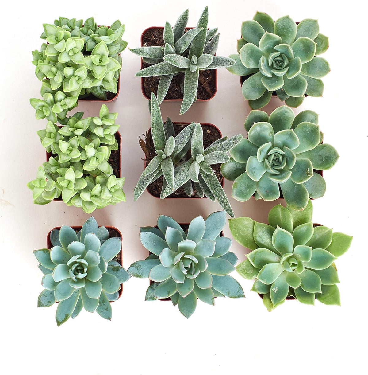 Shop Succulents Blue & Green Succulent Plant Pack Collection - Live Mini Succulent Plants, Low