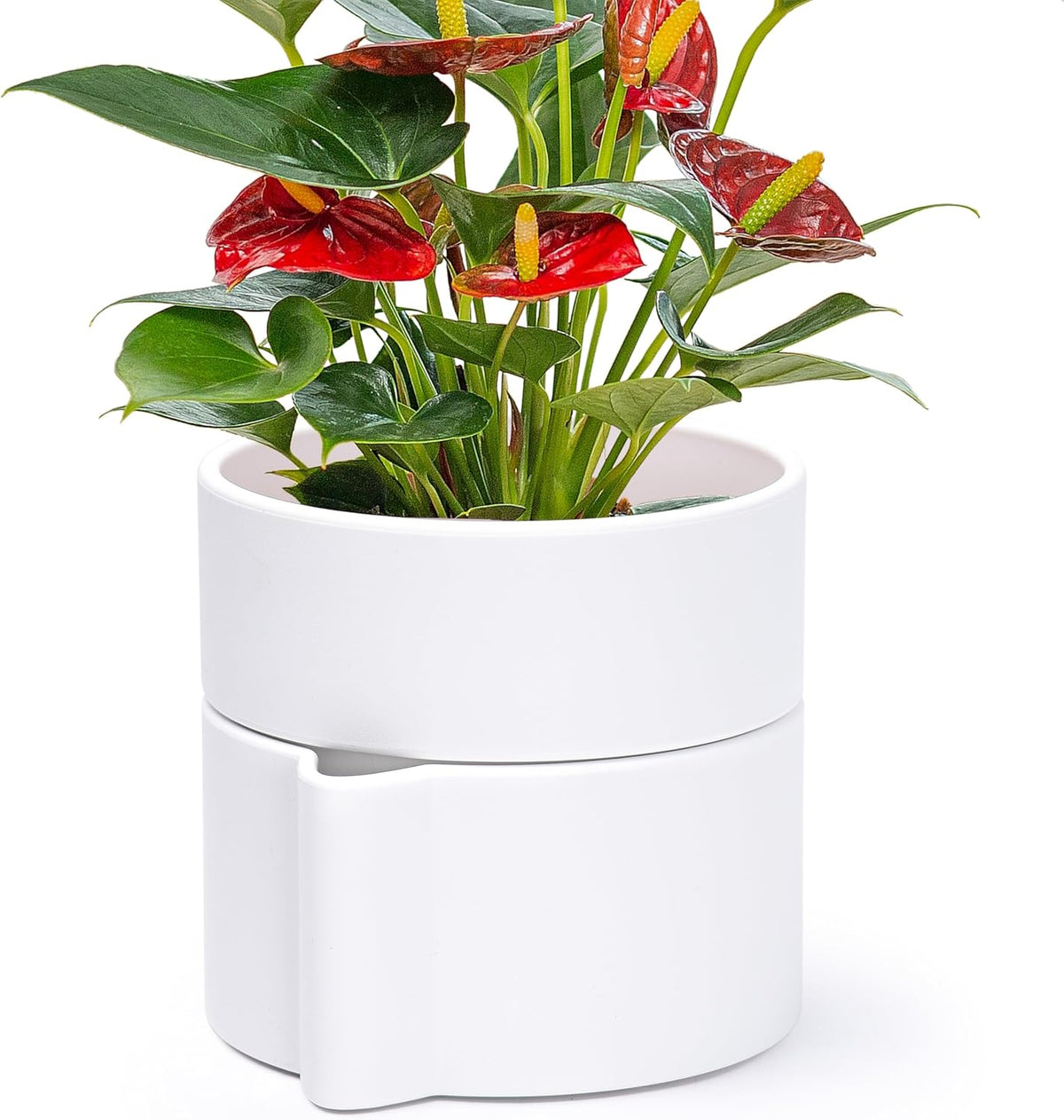 Phoenix Vine 6.5 Inch Self-Watering Planter Pot with Terracotta Insert, Deep Water Reservoir, and