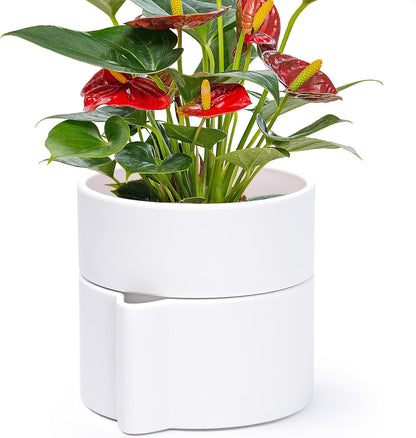 Phoenix Vine 6.5 Inch Self-Watering Planter Pot with Terracotta Insert, Deep Water Reservoir, and