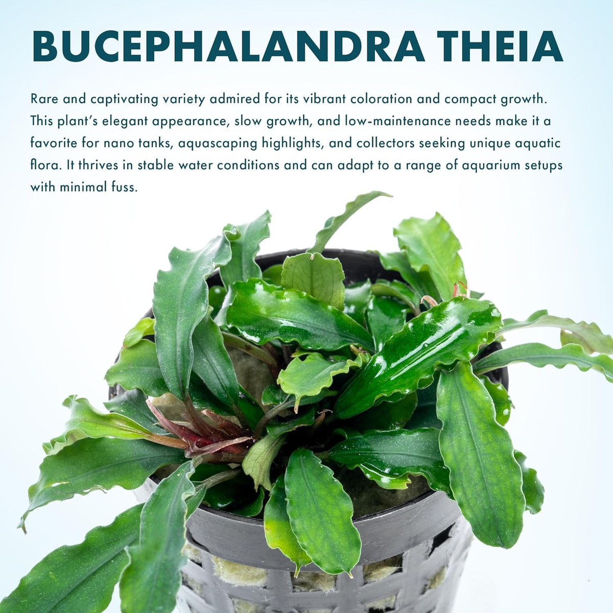 SubstrateSource Live Plants - Bucephalandra Theia - Low Light, Green, Red, Purple Accent for
