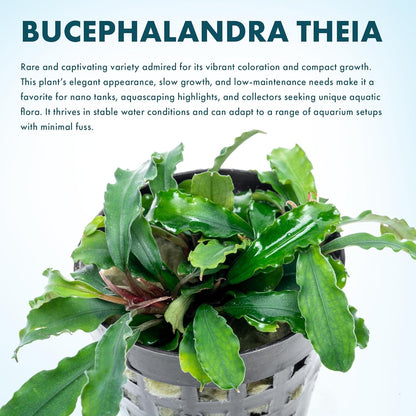 SubstrateSource Live Plants - Bucephalandra Theia - Low Light, Green, Red, Purple Accent for
