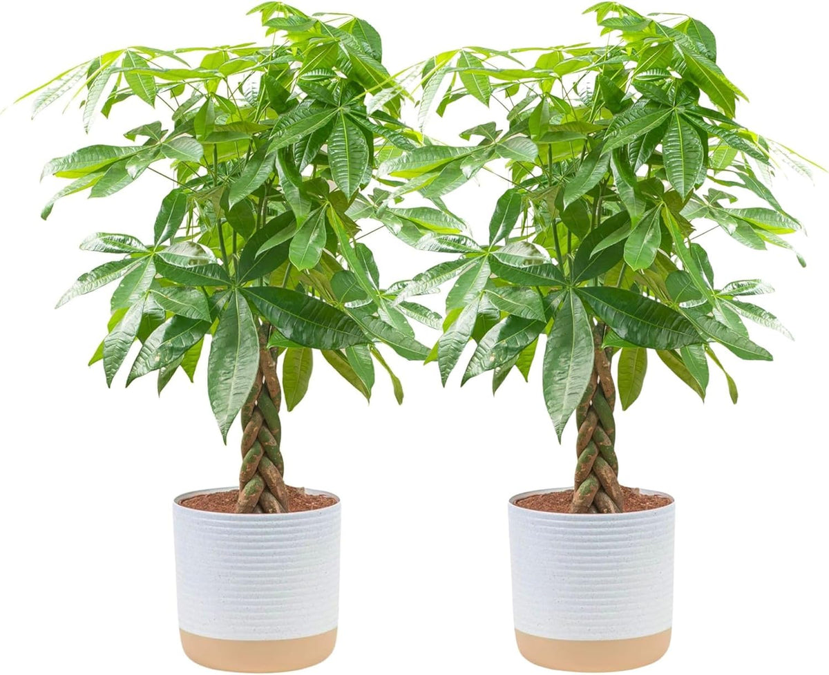 Costa Farms Money Tree Live Plants in Decorative Pot, Large Air Purifying Indoor Houseplant