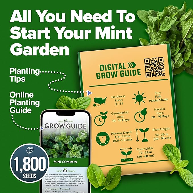 HOME GROWN 𝗨𝗦𝗔 𝗣𝗥𝗘𝗠𝗜𝗨𝗠 Common Mint Seeds (Bulk Pack) 1,800 𝗡𝗢𝗡-𝗚𝗠𝗢 Heirloom Herb