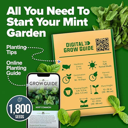 HOME GROWN 𝗨𝗦𝗔 𝗣𝗥𝗘𝗠𝗜𝗨𝗠 Common Mint Seeds (Bulk Pack) 1,800 𝗡𝗢𝗡-𝗚𝗠𝗢 Heirloom Herb