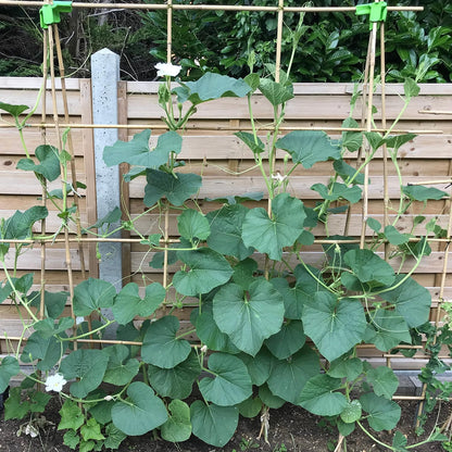 Plant Stakes 4FT, Natural Bamboo Stakes, HAINANSTRY 25Pcs Sturdy Bamboos Garden Stake, Bamboo