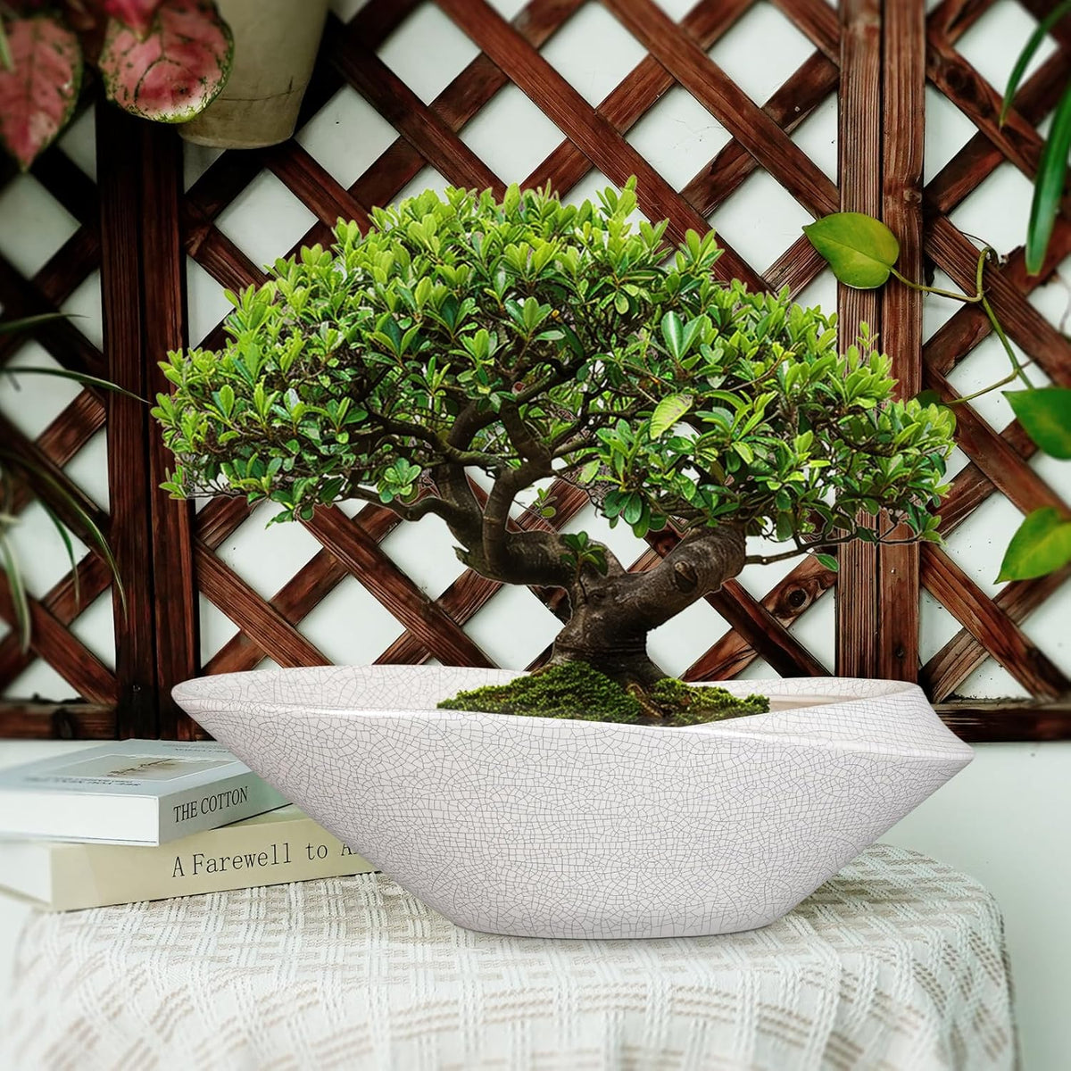 Bonsai Pots - 18 Inch Ceramic Plant Pot for Bonsai Tree, Modern Indoor & Outdoor Succulent Planter