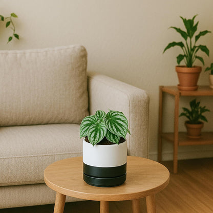 D'vine Dev 4.7 Inch Ceramic Planter Pot with Drainage Hole and Saucer, Indoor Cylinder Round