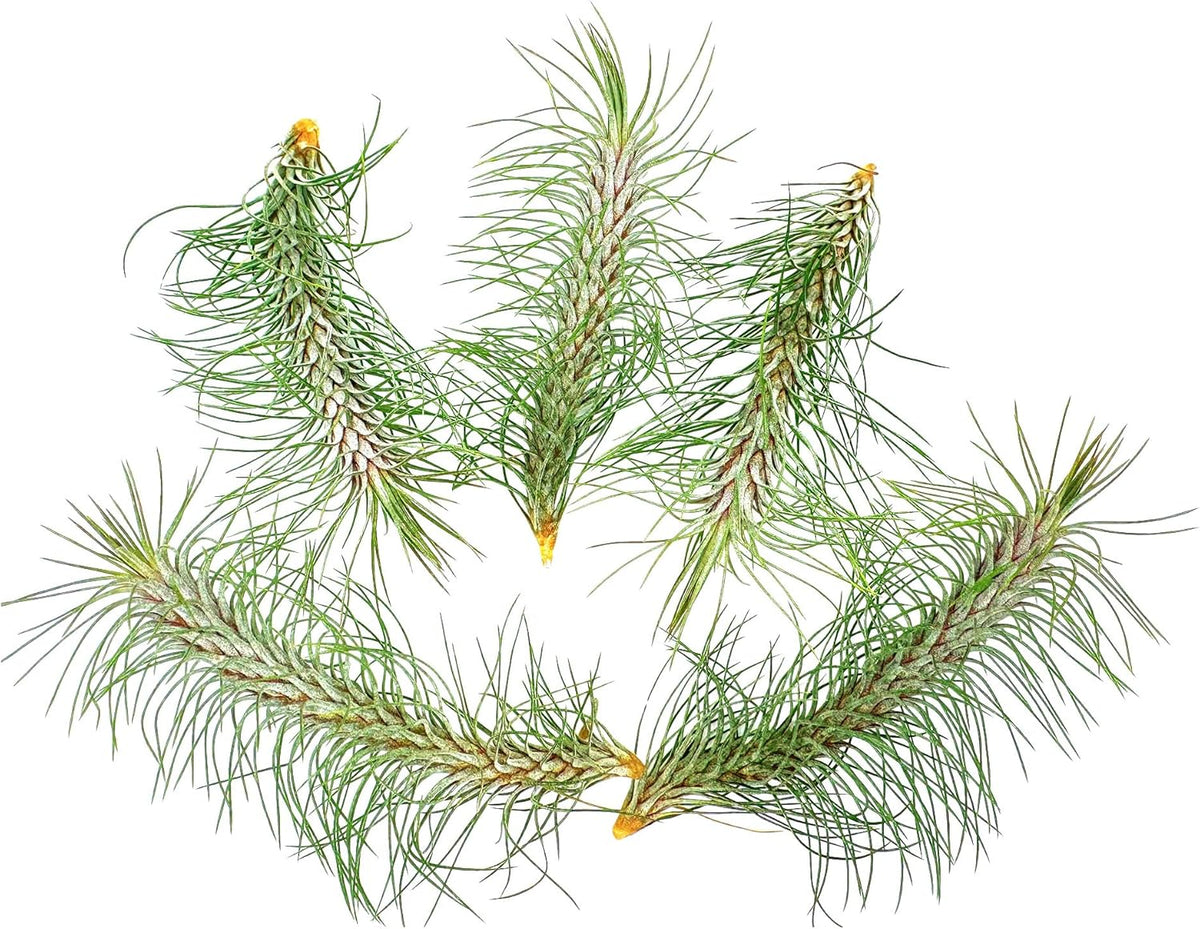 ragnaroc Air Plants - Colombian Tillandsia Funckiana, Large 5" - 5ct - Live Arrival Guaranteed