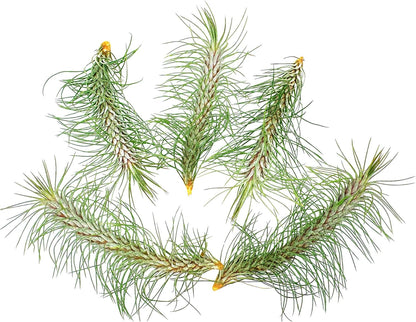ragnaroc Air Plants - Colombian Tillandsia Funckiana, Large 5" - 5ct - Live Arrival Guaranteed