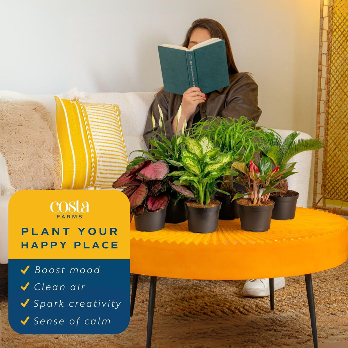 Costa Farms Live Indoor Plant Variety Pack in Plastic Pots, Easy to Maintain, Air Purifying