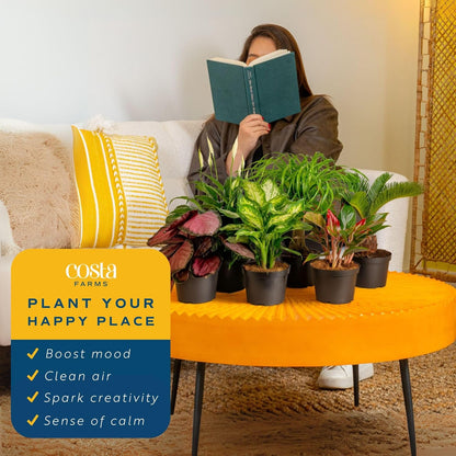Costa Farms Live Indoor Plant Variety Pack in Plastic Pots, Easy to Maintain, Air Purifying