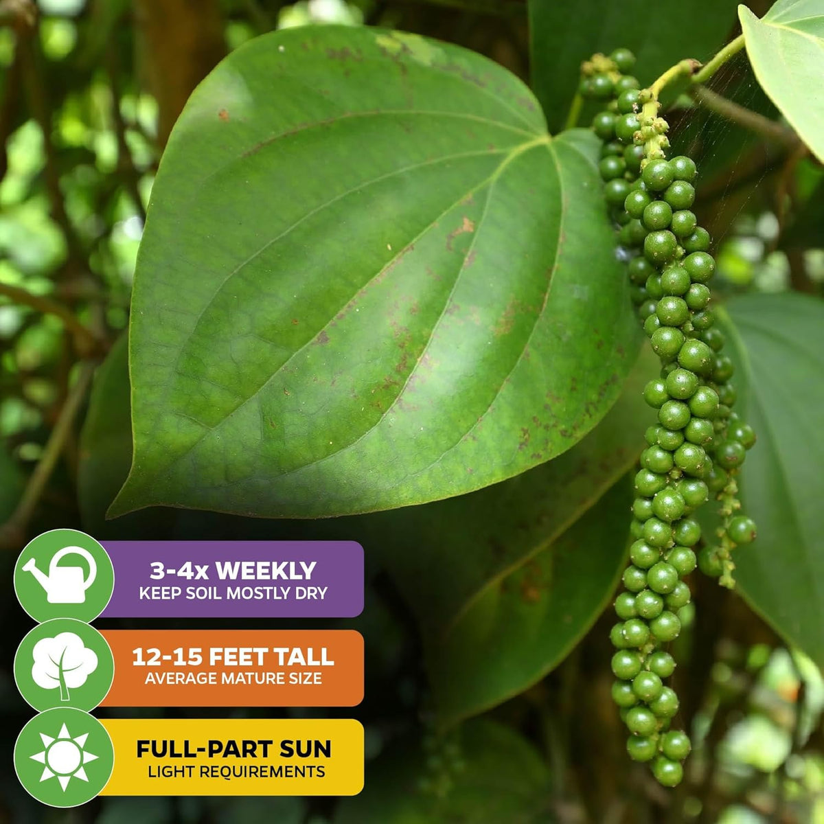 Black Pepper - Piper nigrum - Wellspring Gardens Starter Plant, Live Peppercorn Tree, Herb for